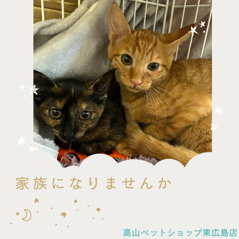 里親募集中！（家族が決まりました）