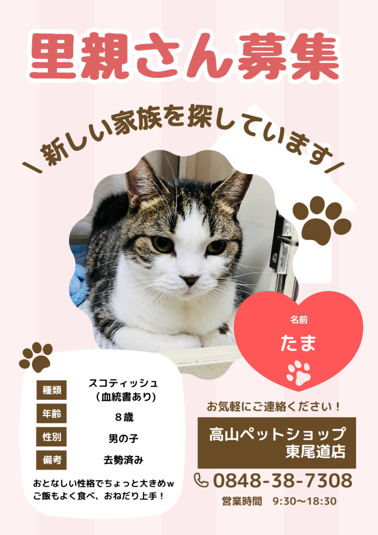 ＼猫ちゃんの里親募集／家族が決まりました🐱